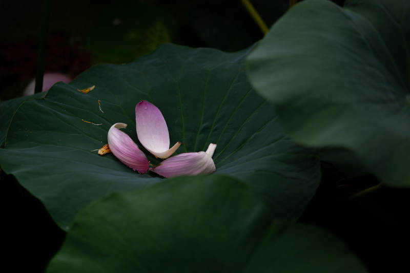 荷叶上的花瓣静谧美图片
