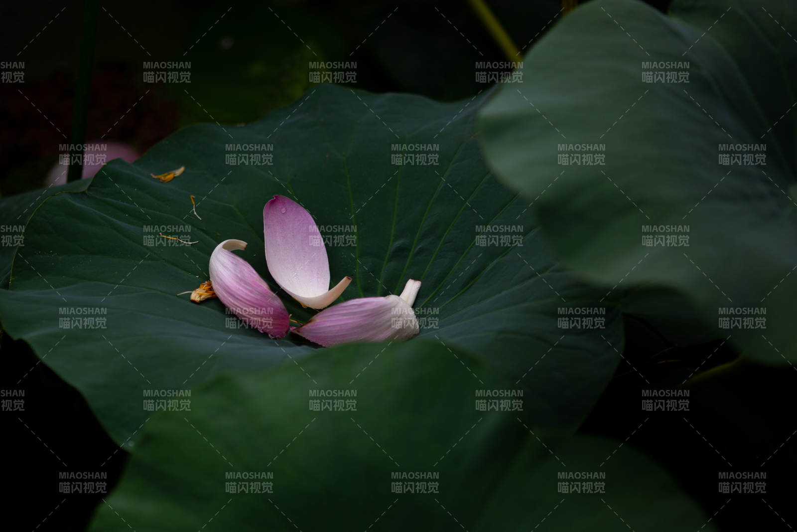 荷叶上的花瓣静谧美图片