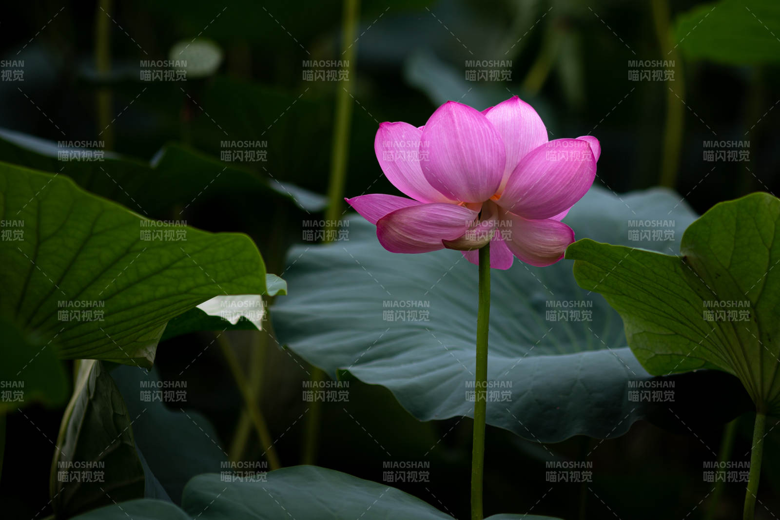 粉荷绽放 绿叶相衬图片