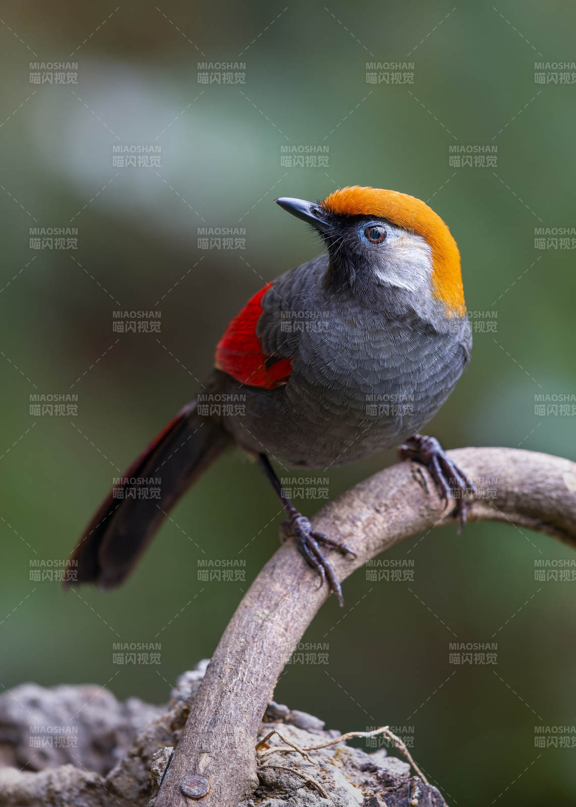 橙顶噪鹛栖息枝头图片