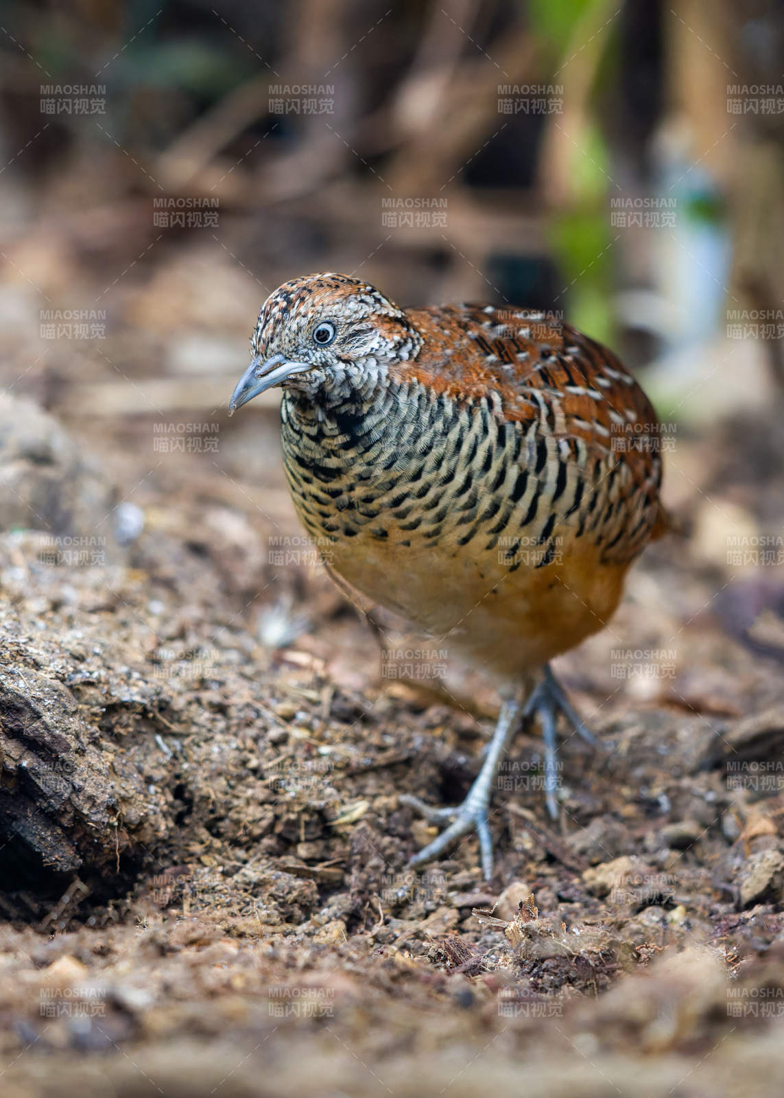 林地中的三趾鹑鸟图片