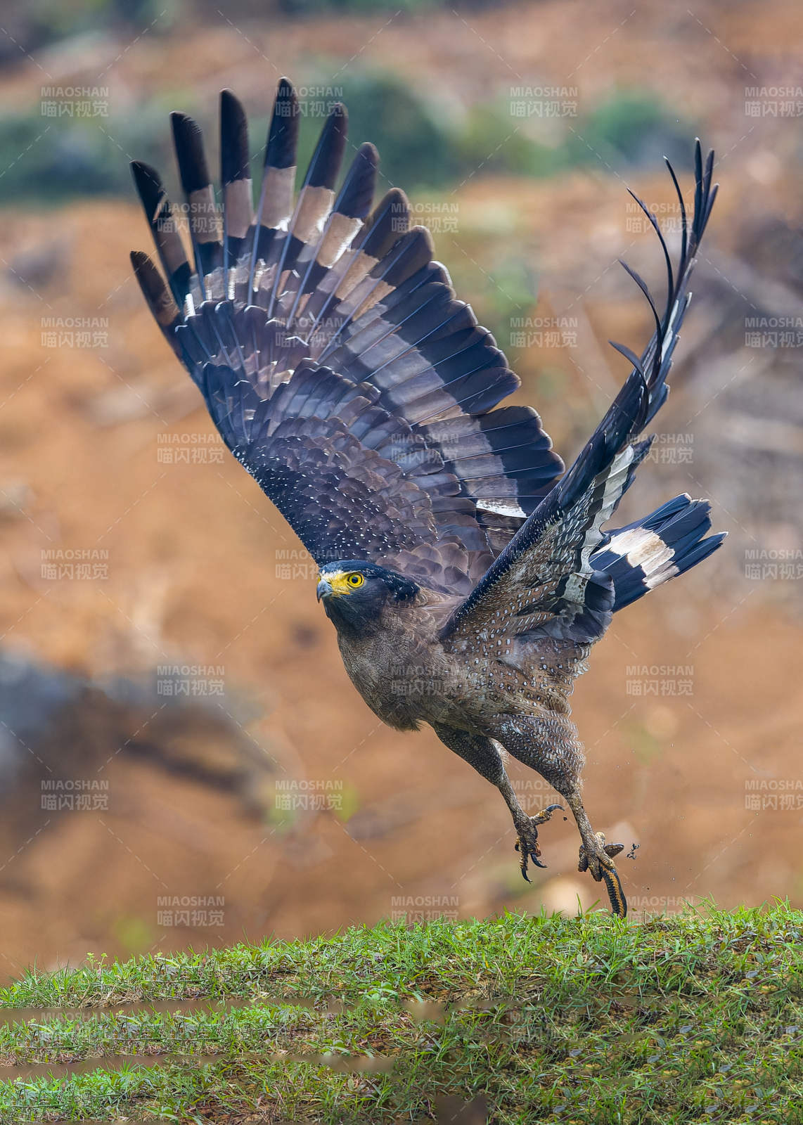 鹰击长空 展翅高飞图片