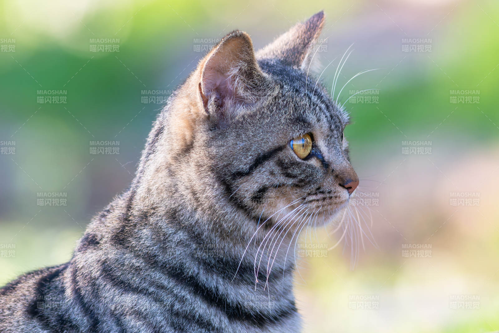 猫咪侧脸特写图片