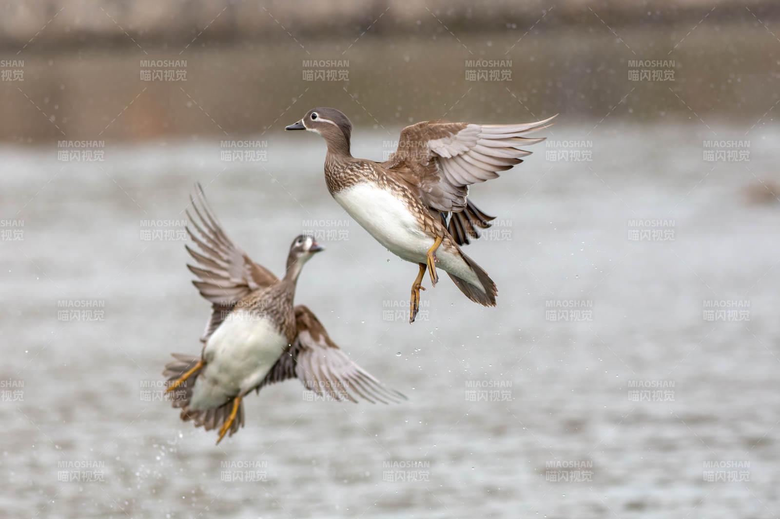 两只鸳鸯展翅飞过水面图片