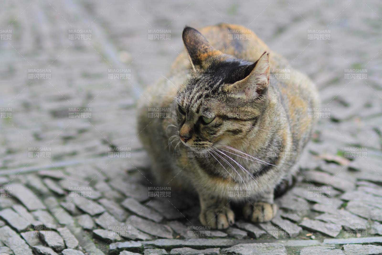 街边的斑纹猫图片