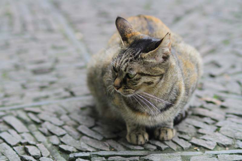 街边的斑纹猫图片