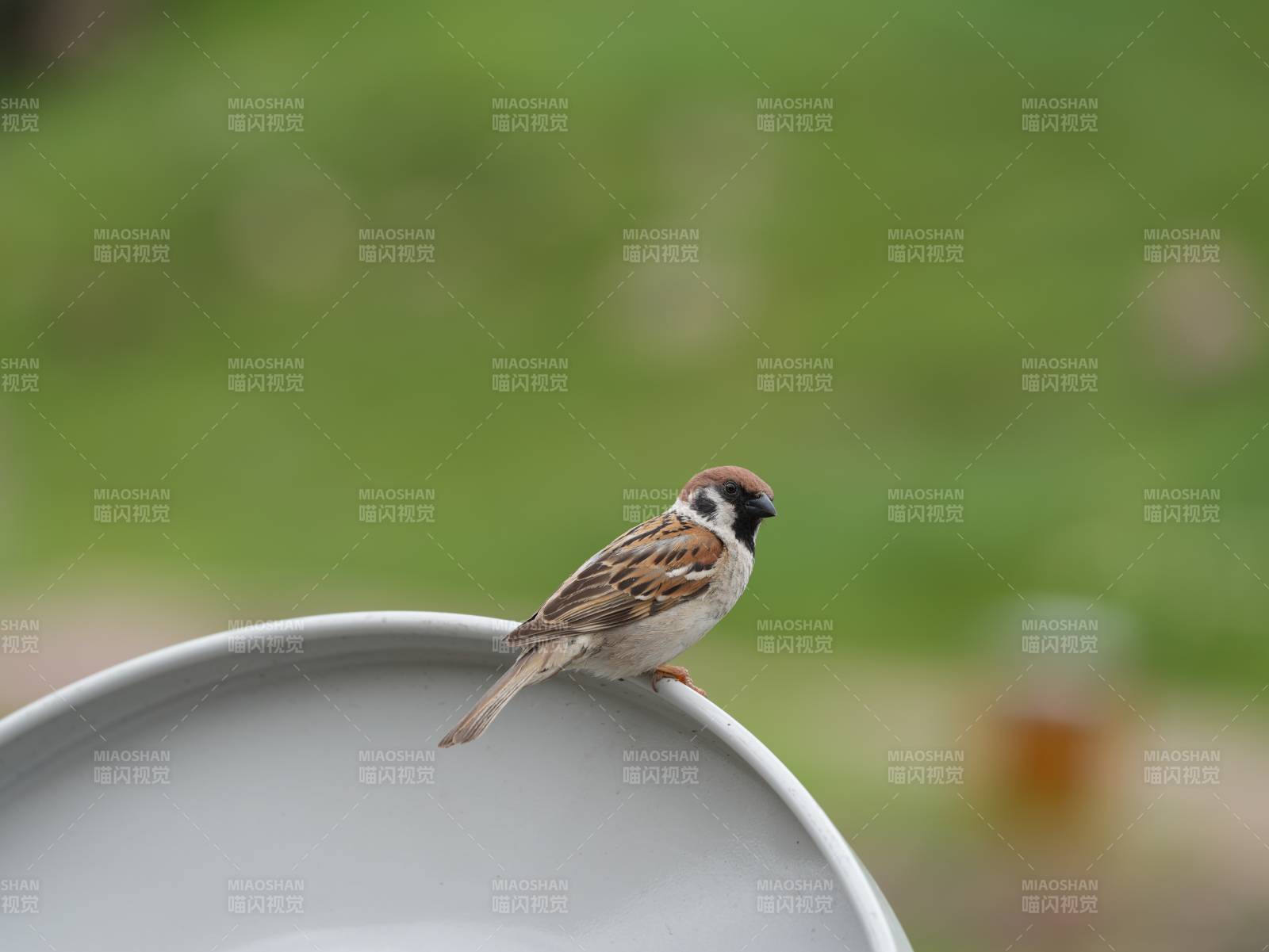 小鸟栖息在灰色边缘上图片