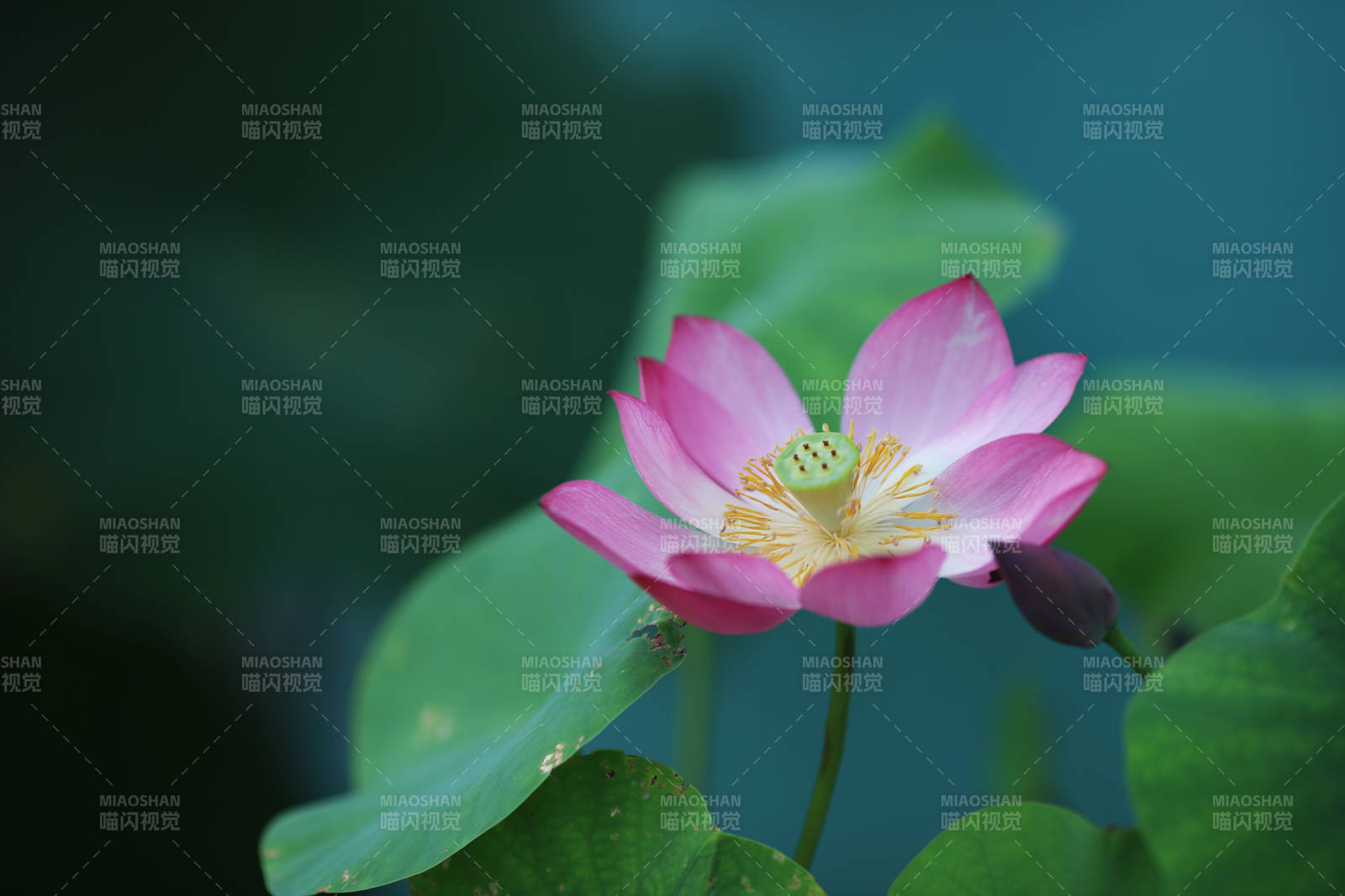 粉莲静绽绿叶间图片