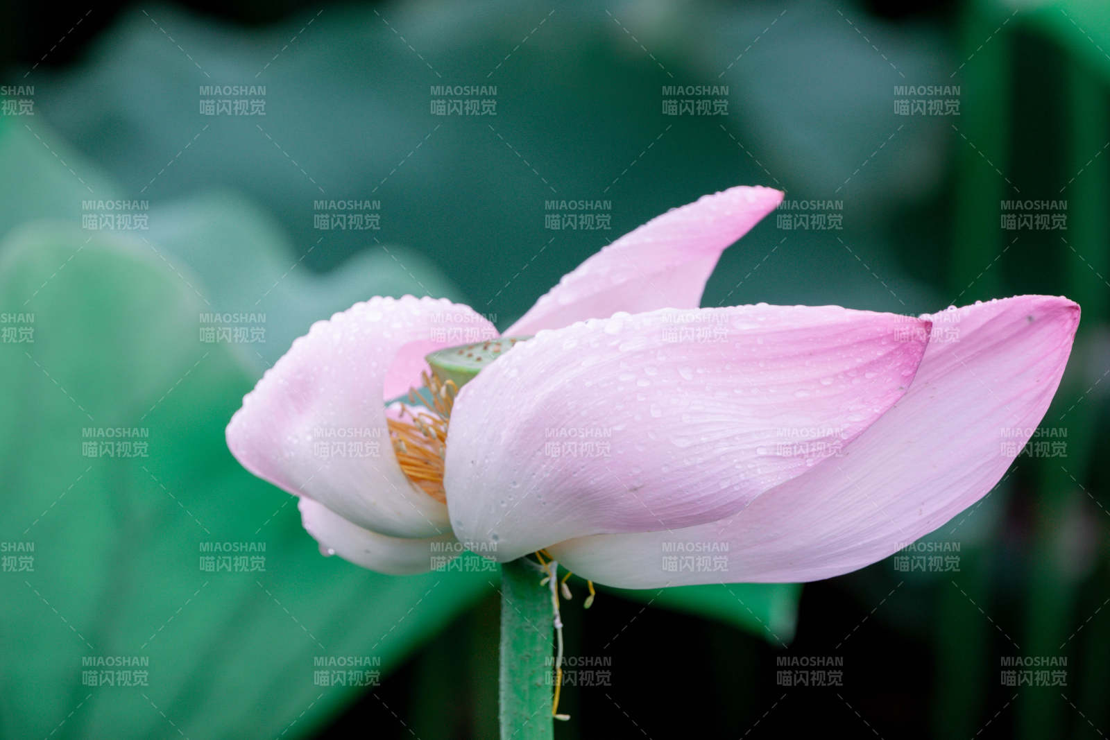 雨后荷花 清新绽放图片