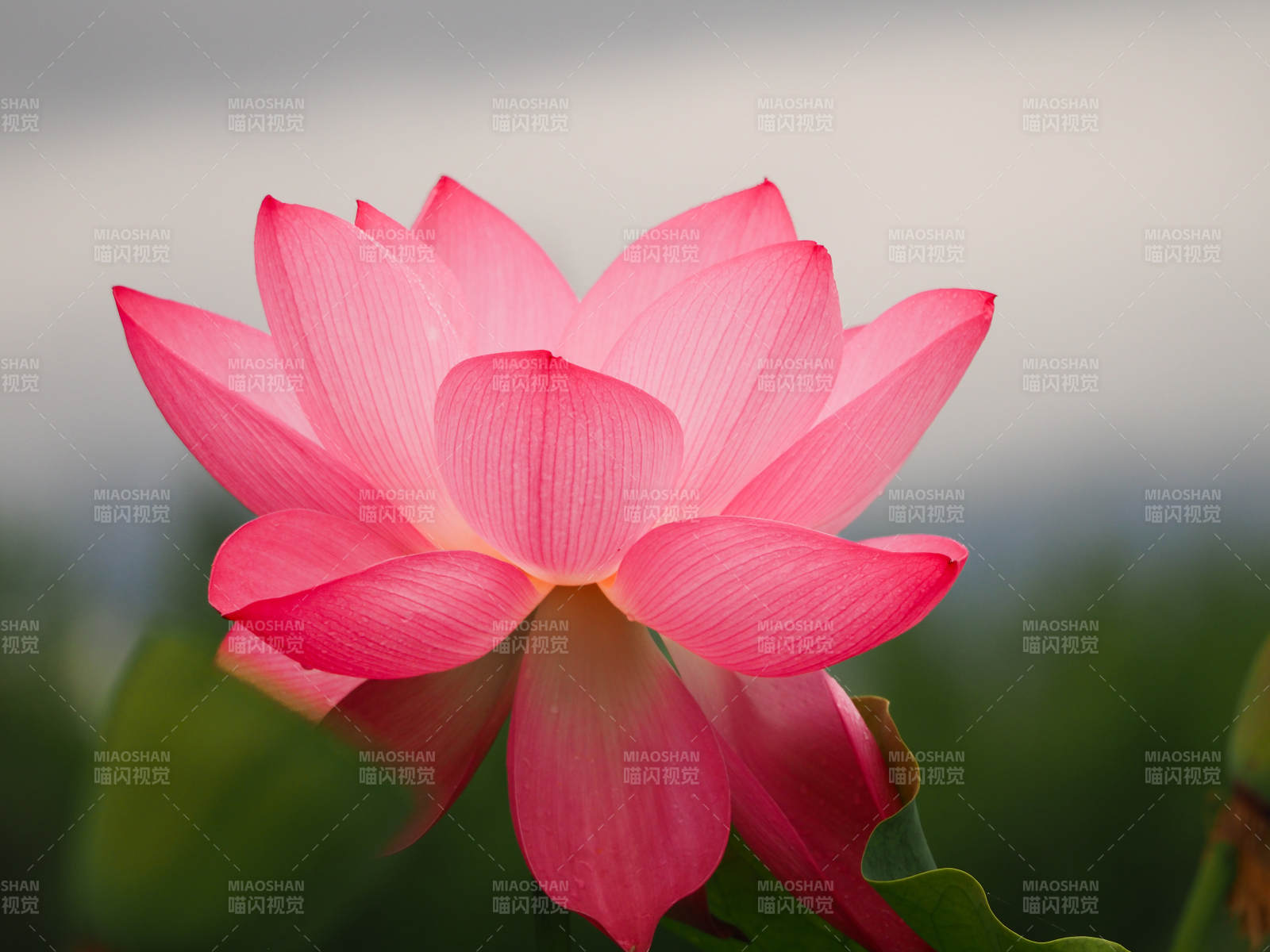 粉红莲花绽放美丽瞬间图片