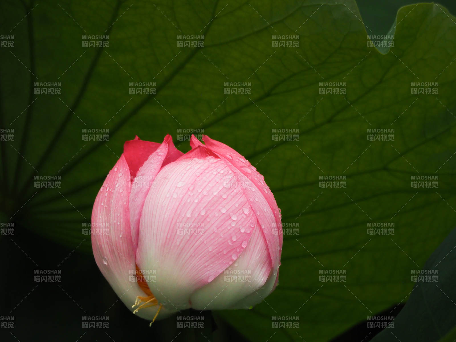 含苞待放的莲花图片