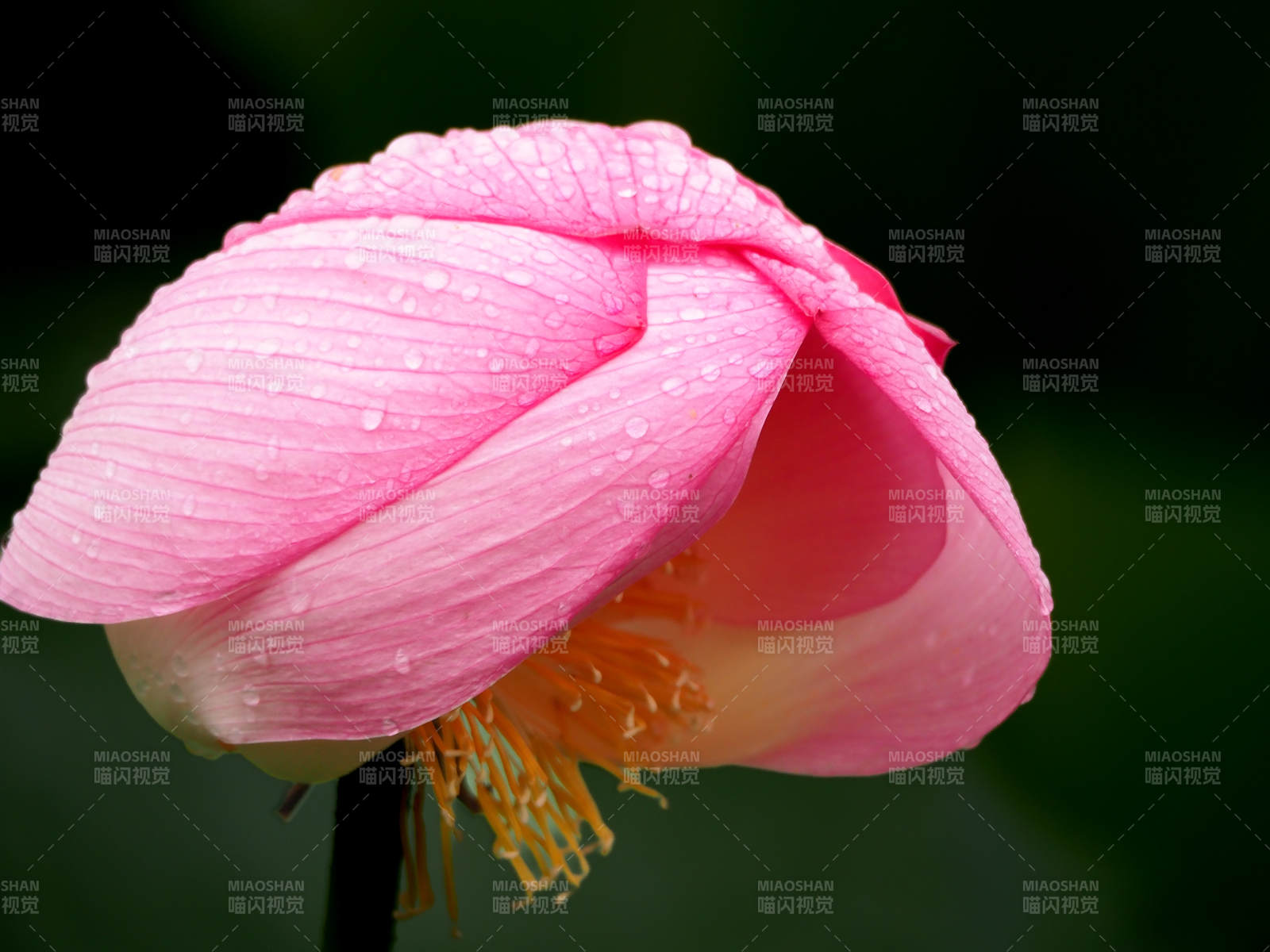 雨后粉莲含苞待放图片