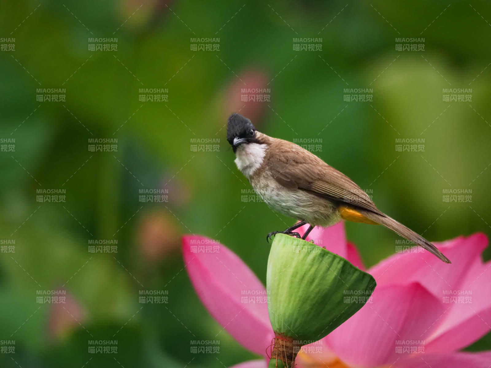 小鸟栖息莲花上图片
