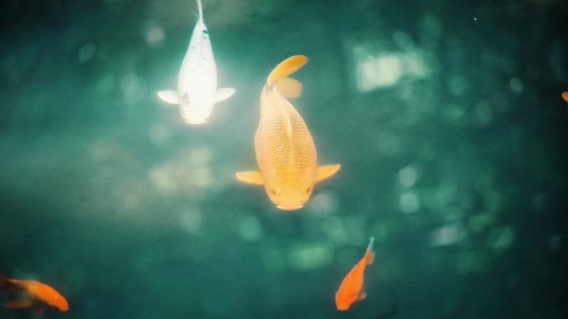 水中游动的金鱼图片