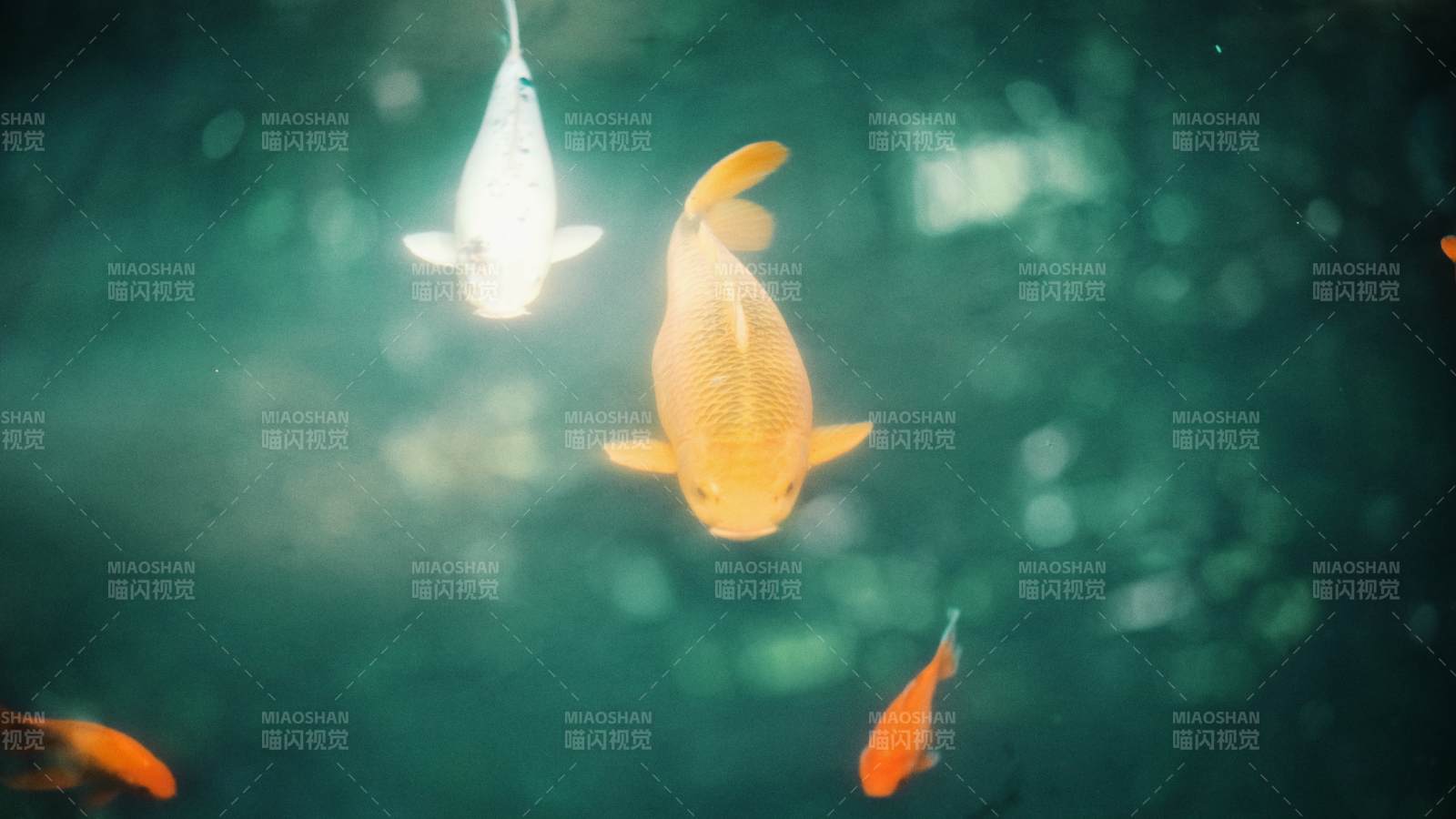 水中游动的金鱼图片