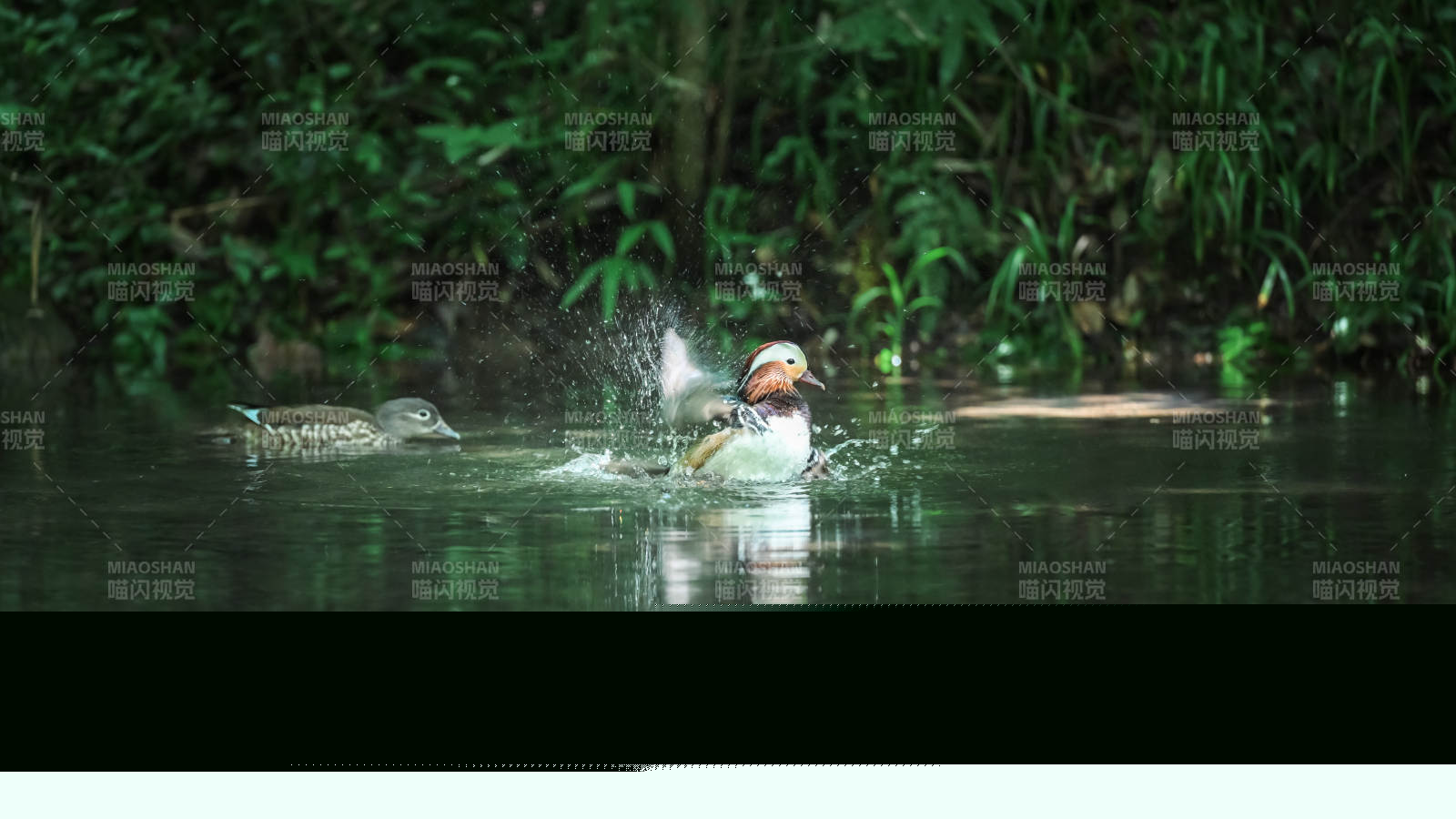 鸳鸯戏水 动静相宜图片