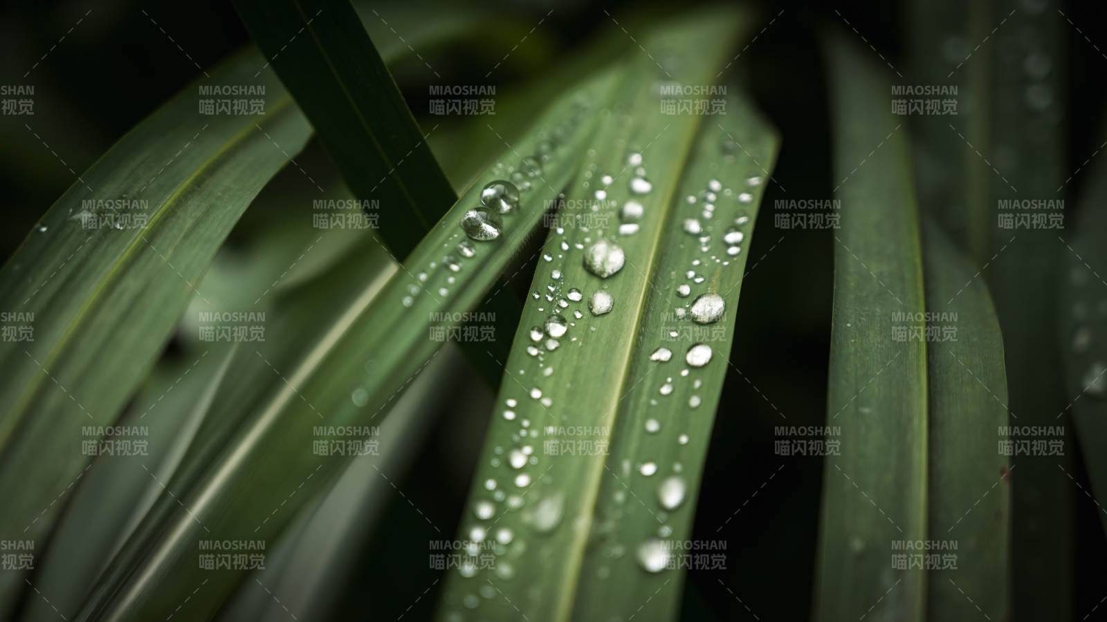 雨后绿叶上的水珠图片