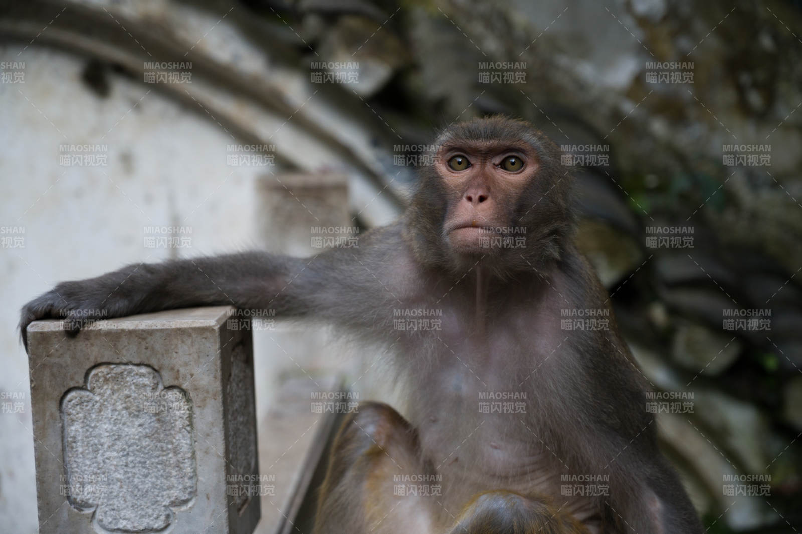 黑社会猴哥图片