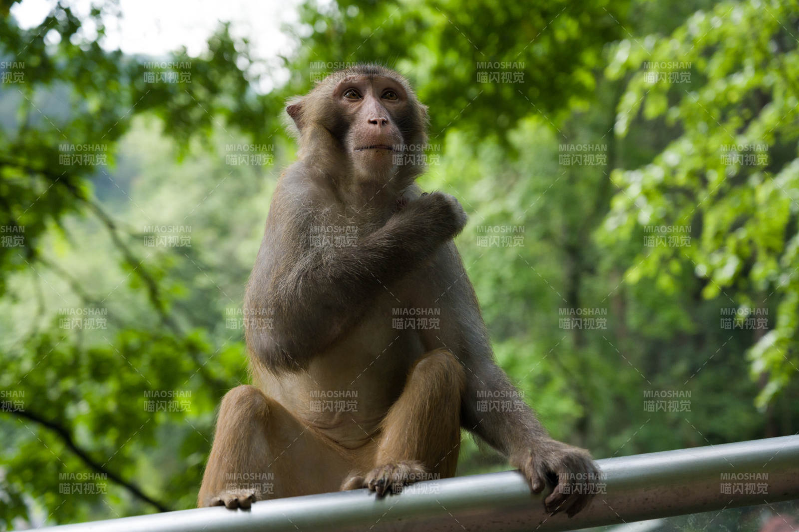 进击的巨人（猴哥版）图片