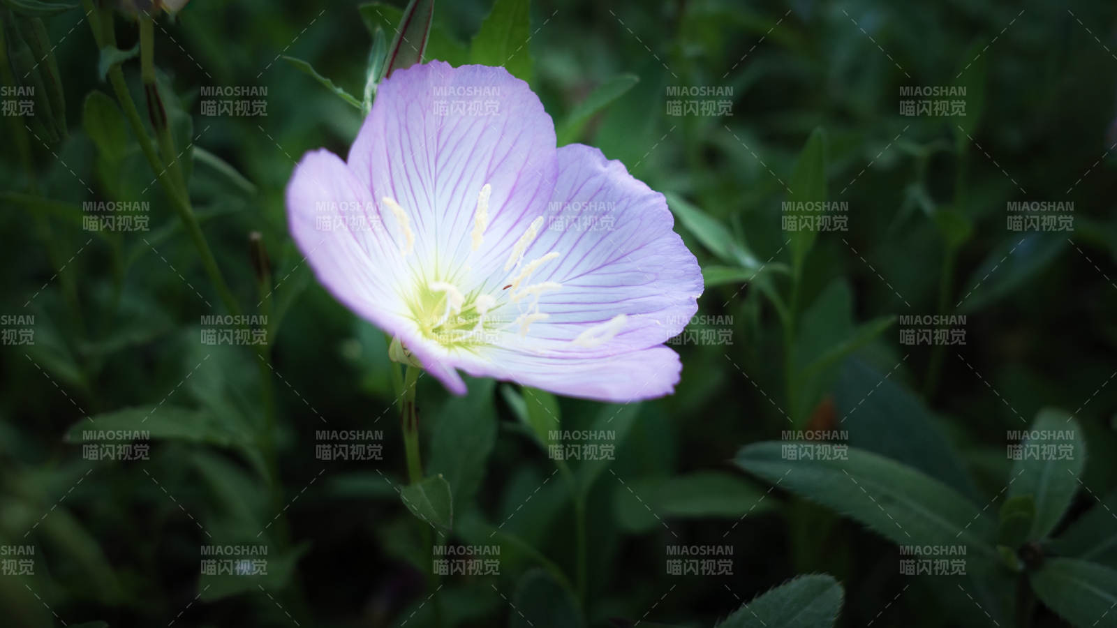 月下月见草图片