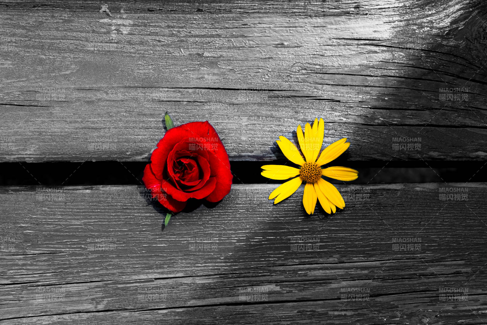红玫瑰与黄雏菊的静谧图片