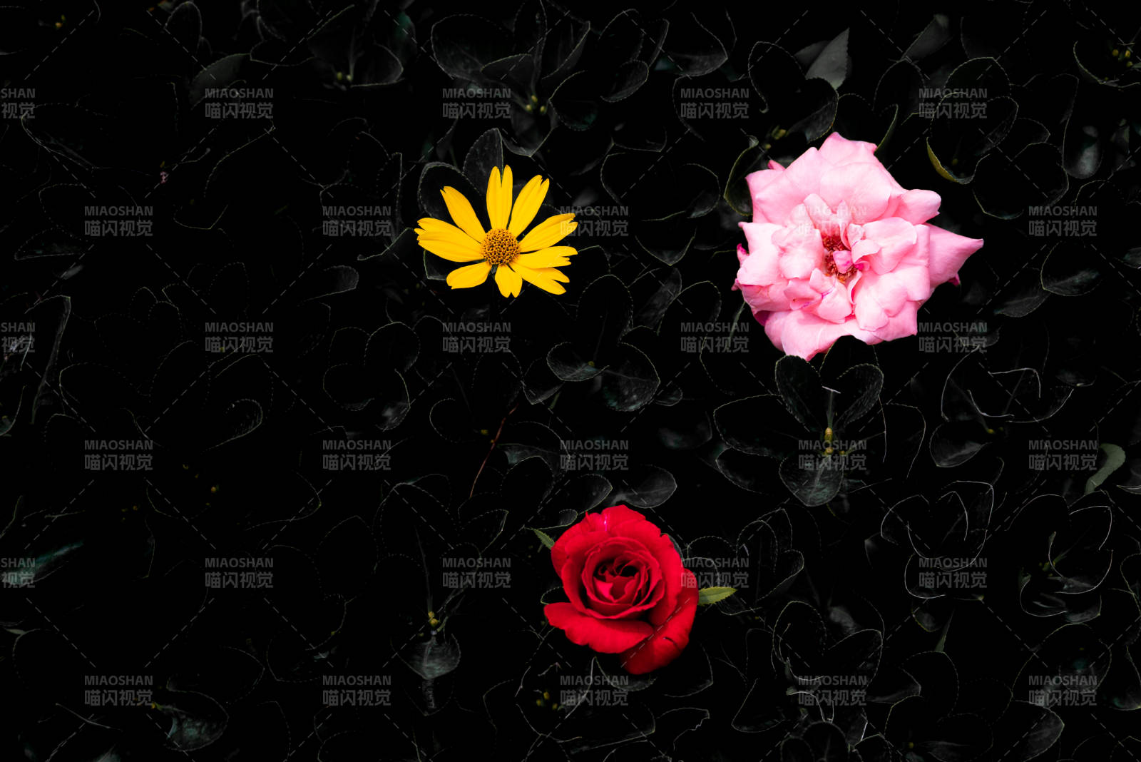 三朵花的静谧之美图片