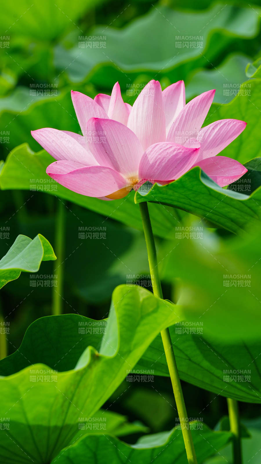 粉莲绽放绿叶间图片
