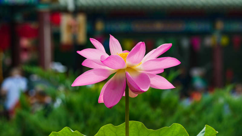 池塘中的粉色莲花图片