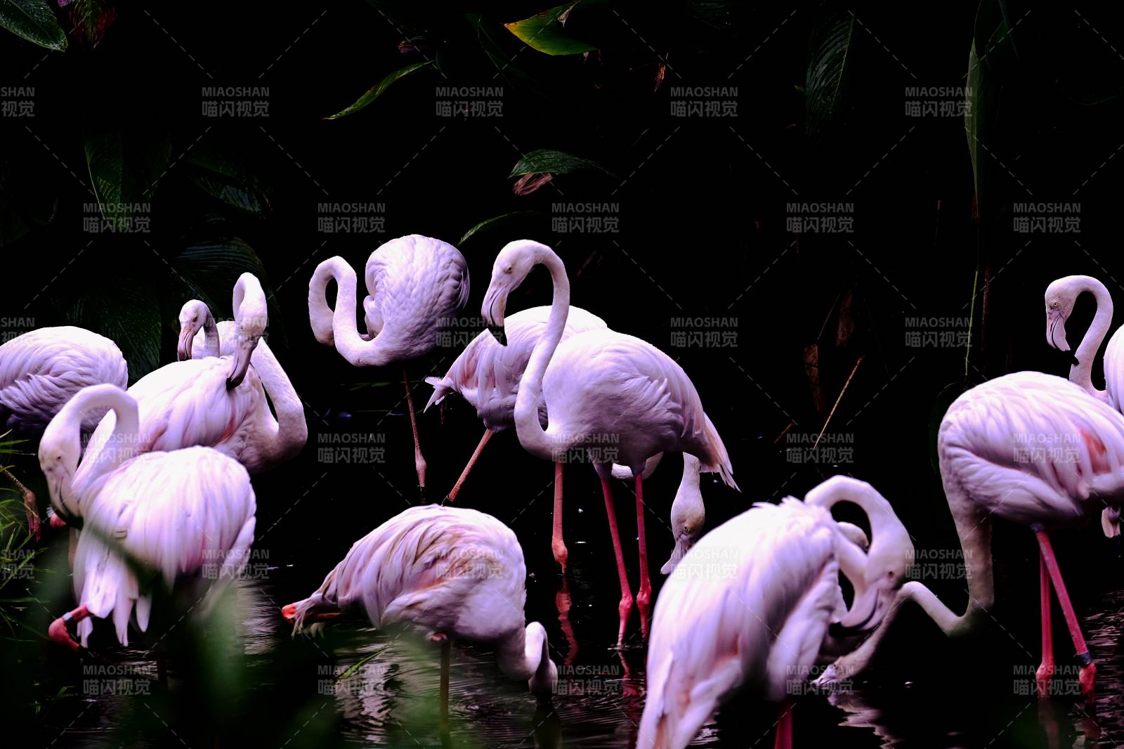 粉红火烈鸟群栖息图图片