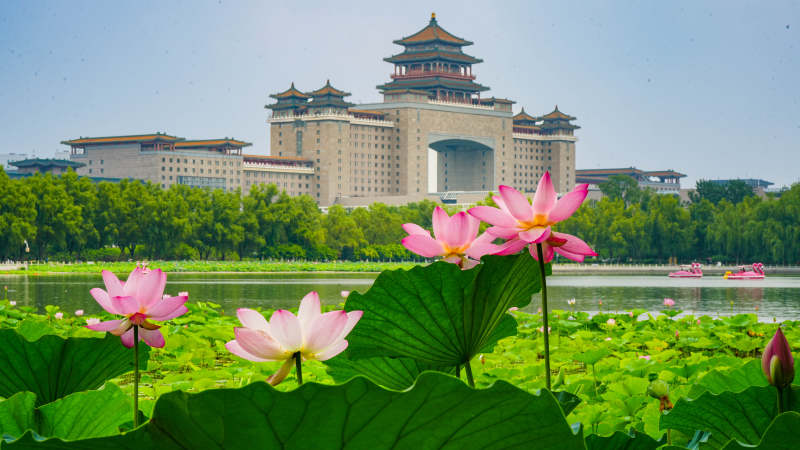 莲花池公园荷花映衬北京西客站美景图片