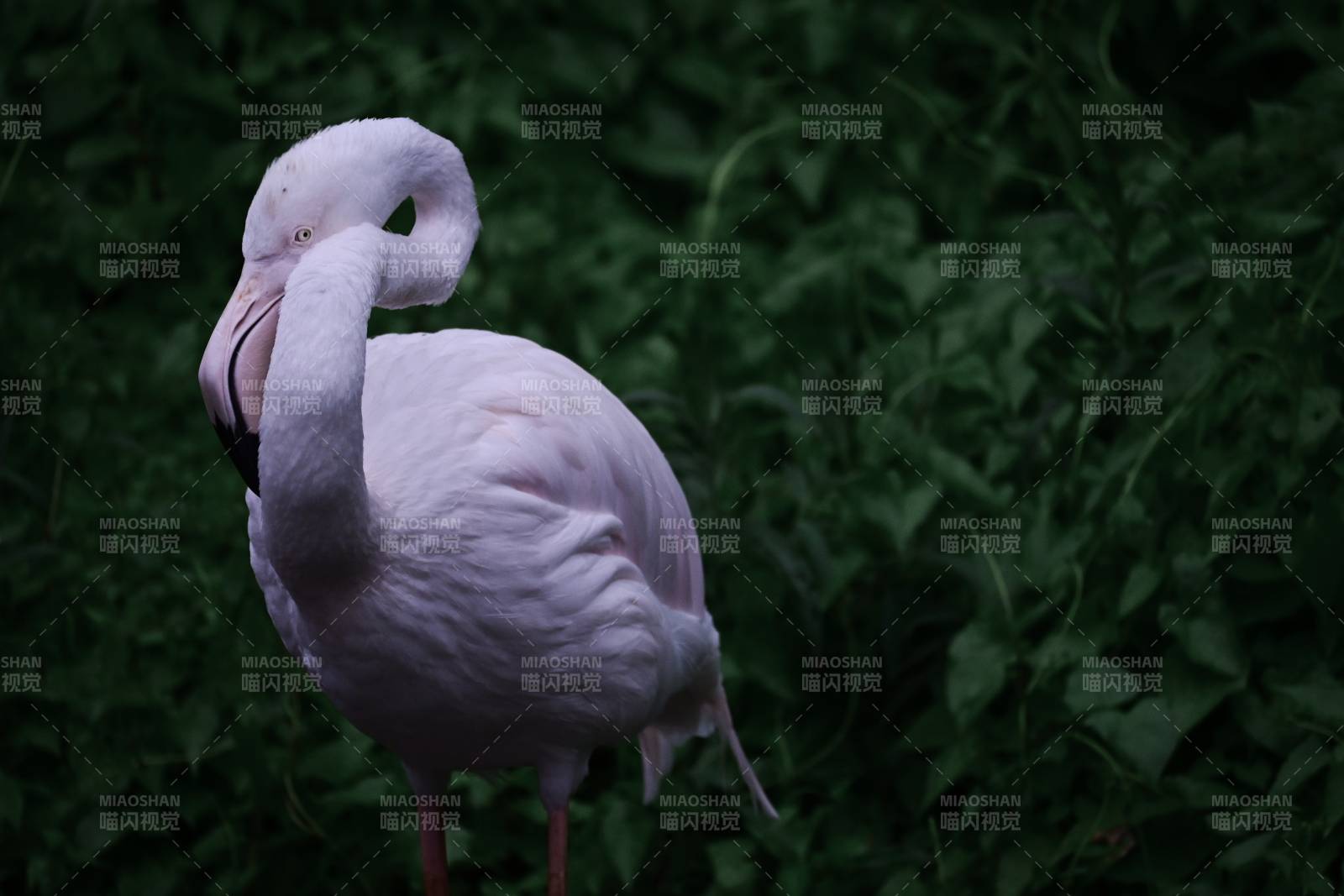 粉红火烈鸟的优雅姿态图片