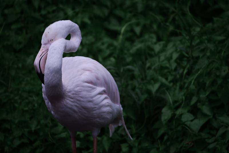粉红火烈鸟的优雅姿态图片