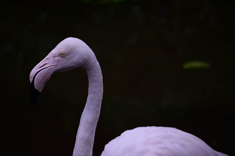 优雅的粉红火烈鸟侧影图片