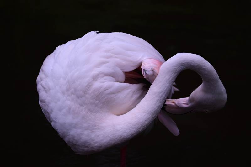 粉红火烈鸟的优雅姿态图片