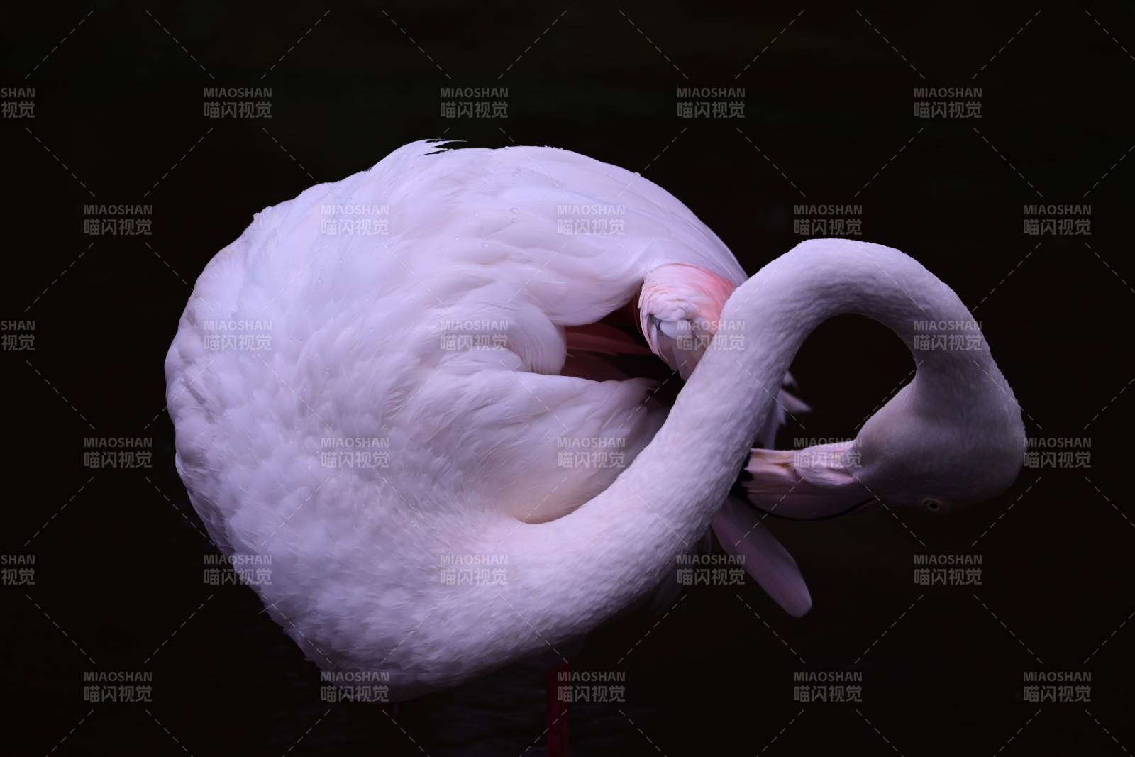 粉红火烈鸟的优雅姿态图片