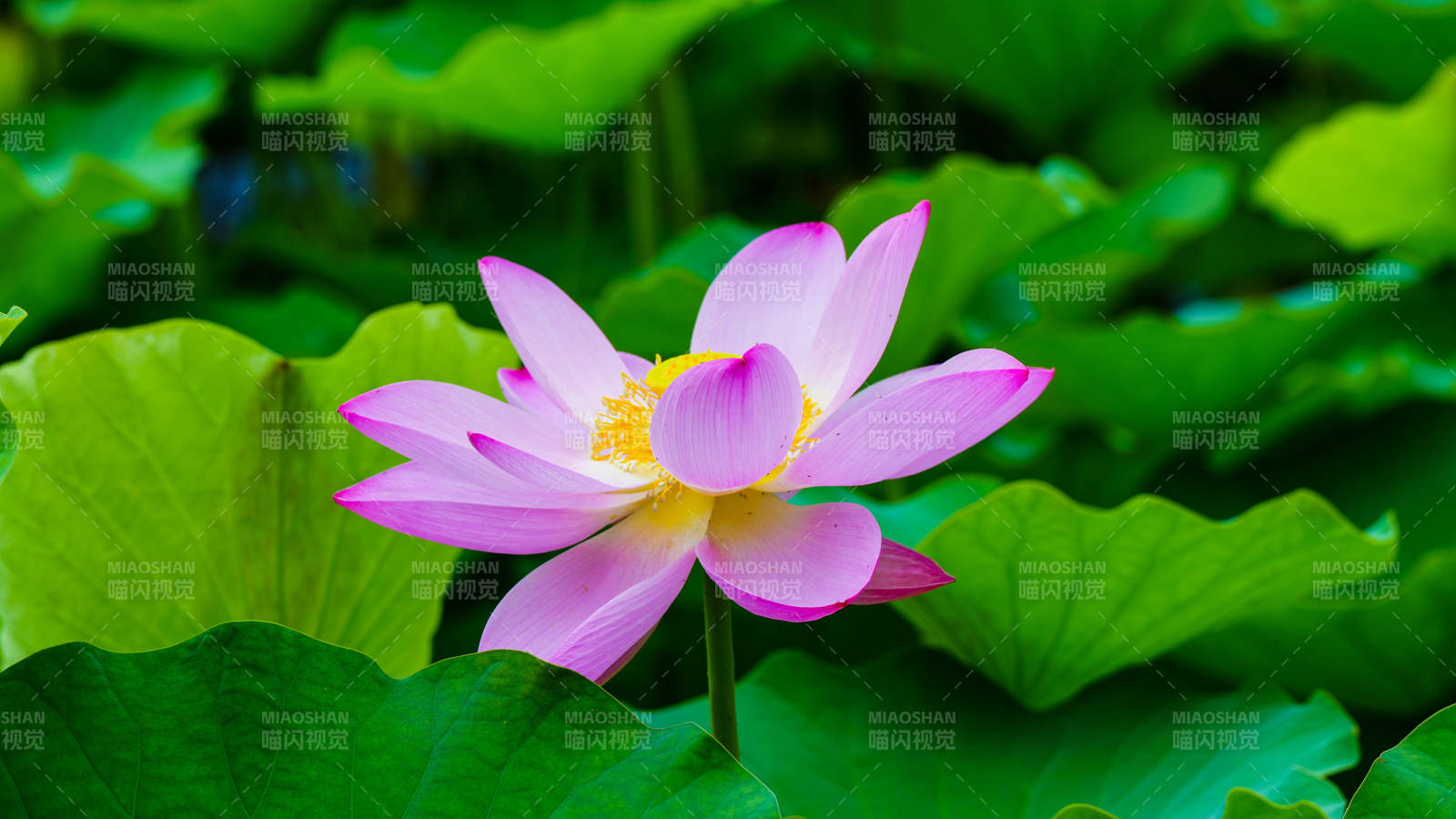 池塘中的粉色莲花图片