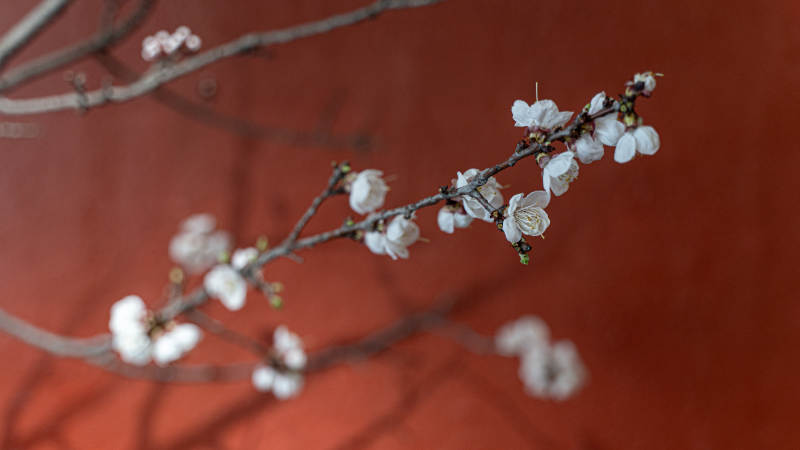 冬日梅花绽放枝头图片