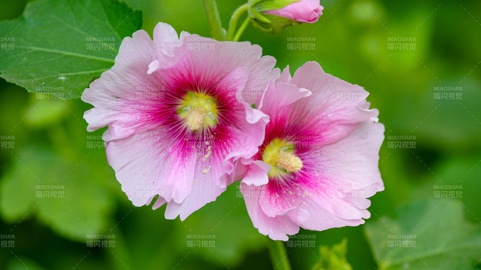 蜀葵花绽放于绿叶间图片