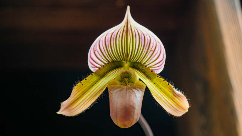 兰花之美 独特造型绽放图片