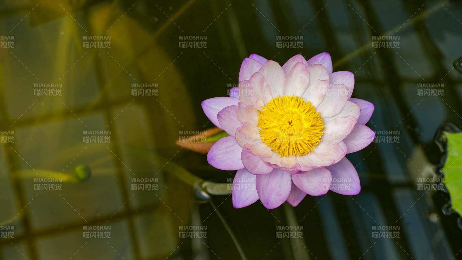 池中绽放的粉色莲花图片