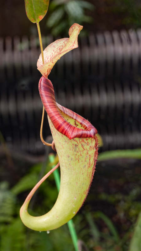 热带食虫植物瓶子草图片