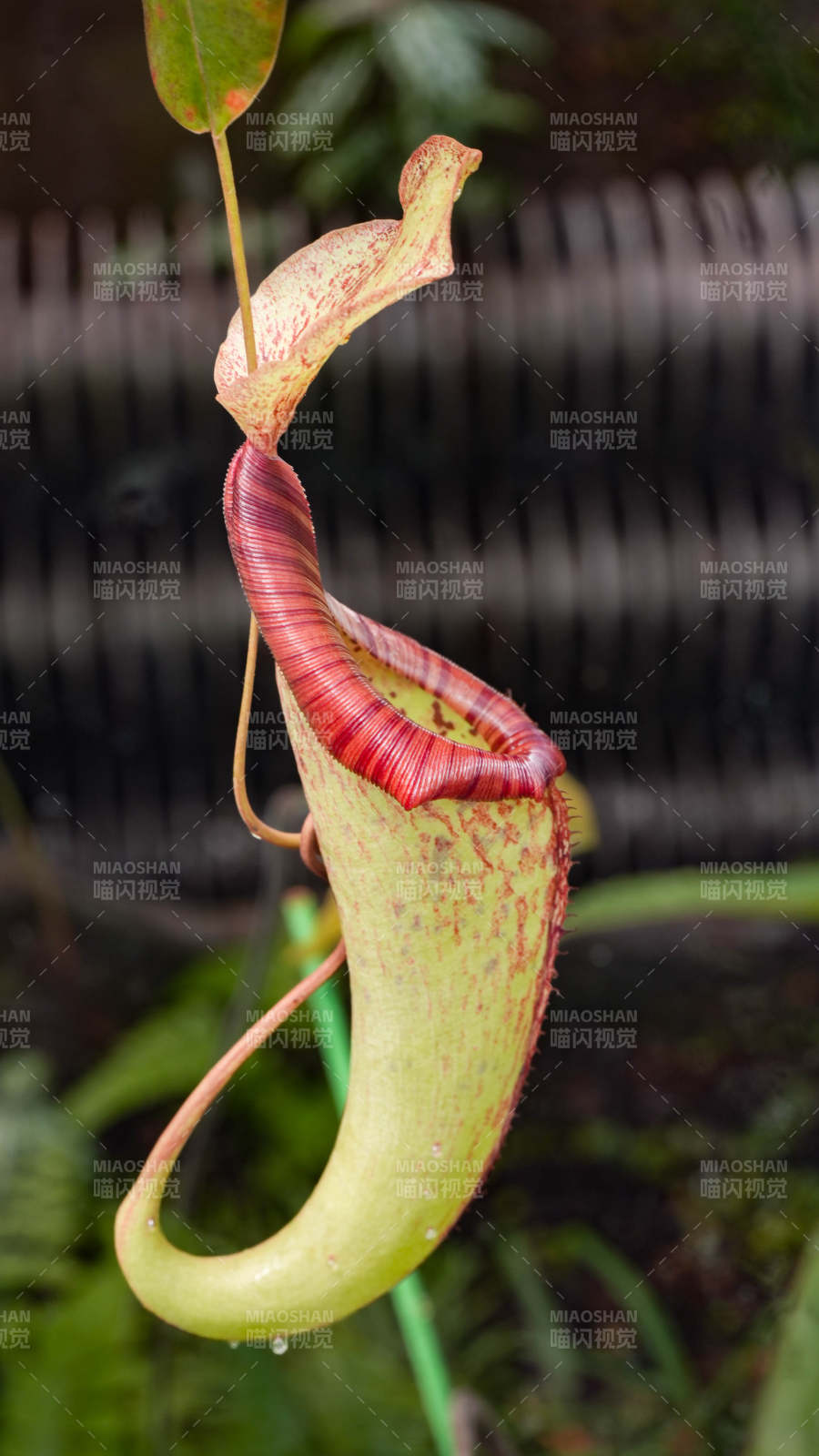 热带食虫植物瓶子草图片