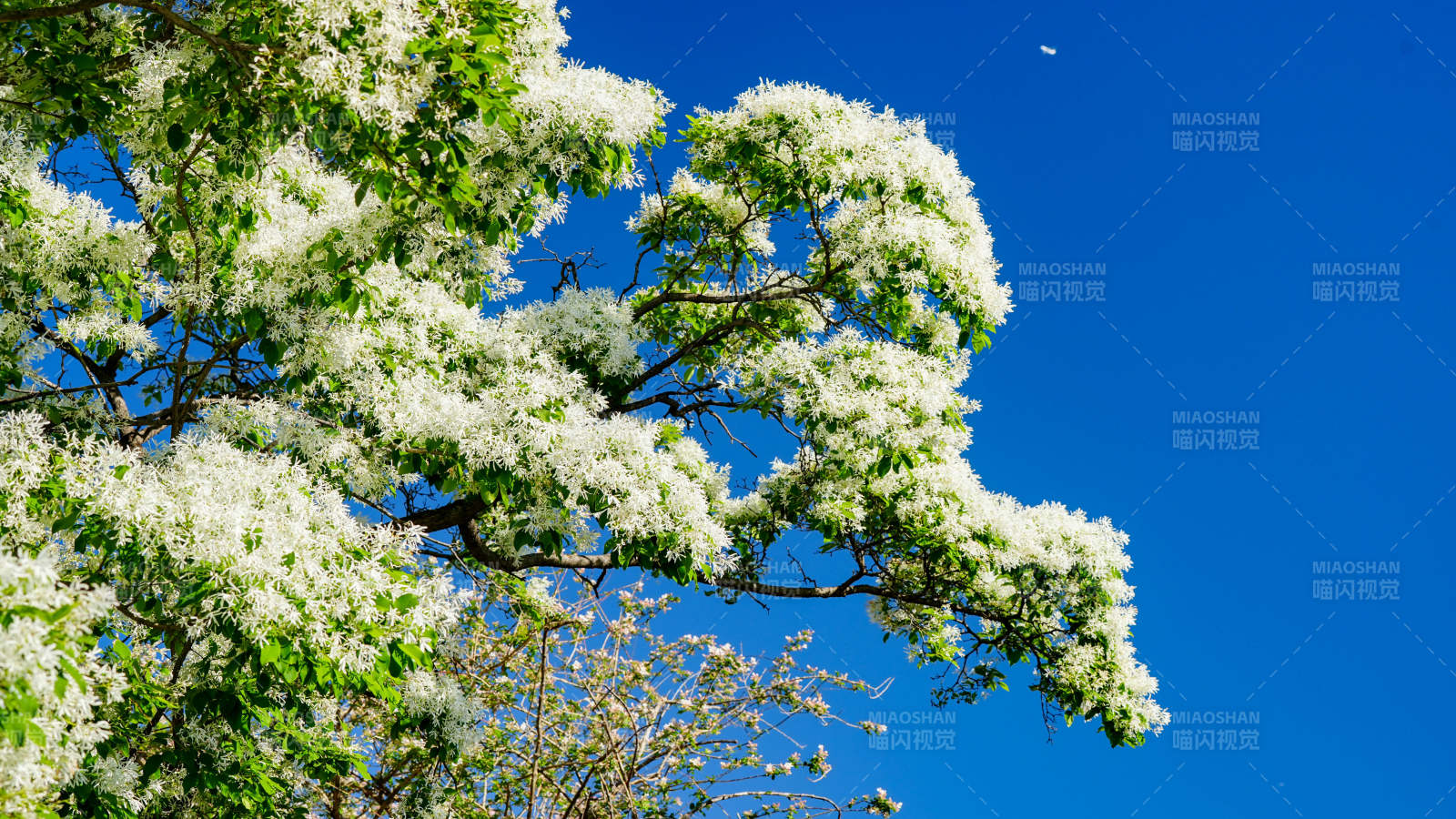 蓝天下的流苏树图片