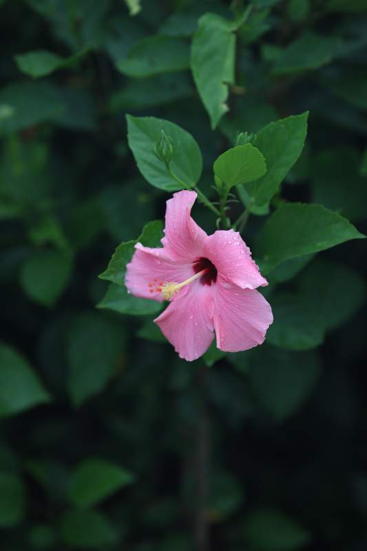 粉色芙蓉花绽放绿叶间图片