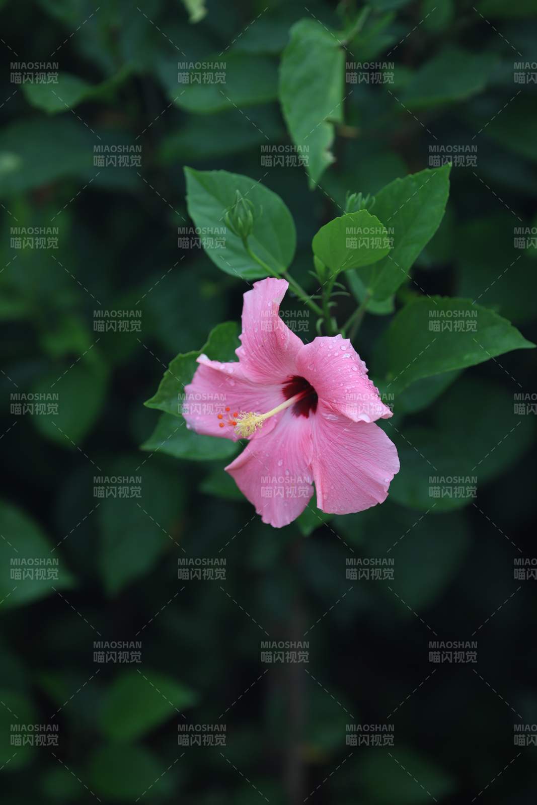 粉色芙蓉花绽放绿叶间图片