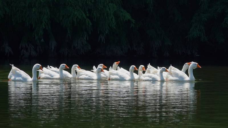 湖中白鹅成群游弋图片
