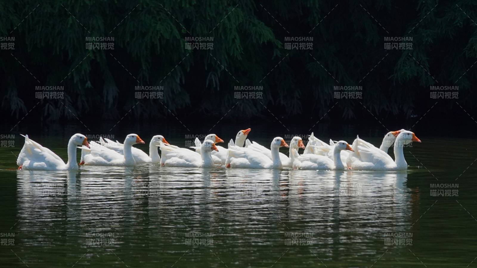 湖中白鹅成群游弋图片
