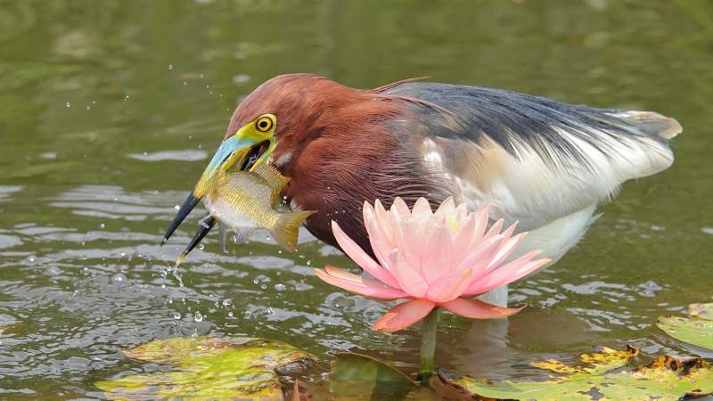 池塘鹭鸟捕食瞬间图片