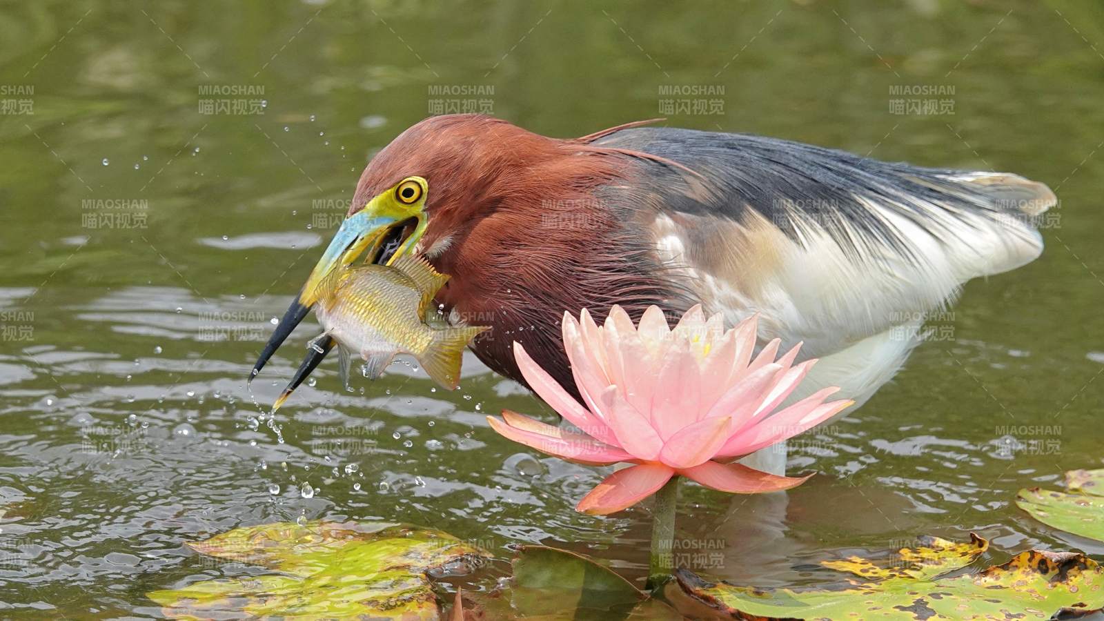 池塘鹭鸟捕食瞬间图片