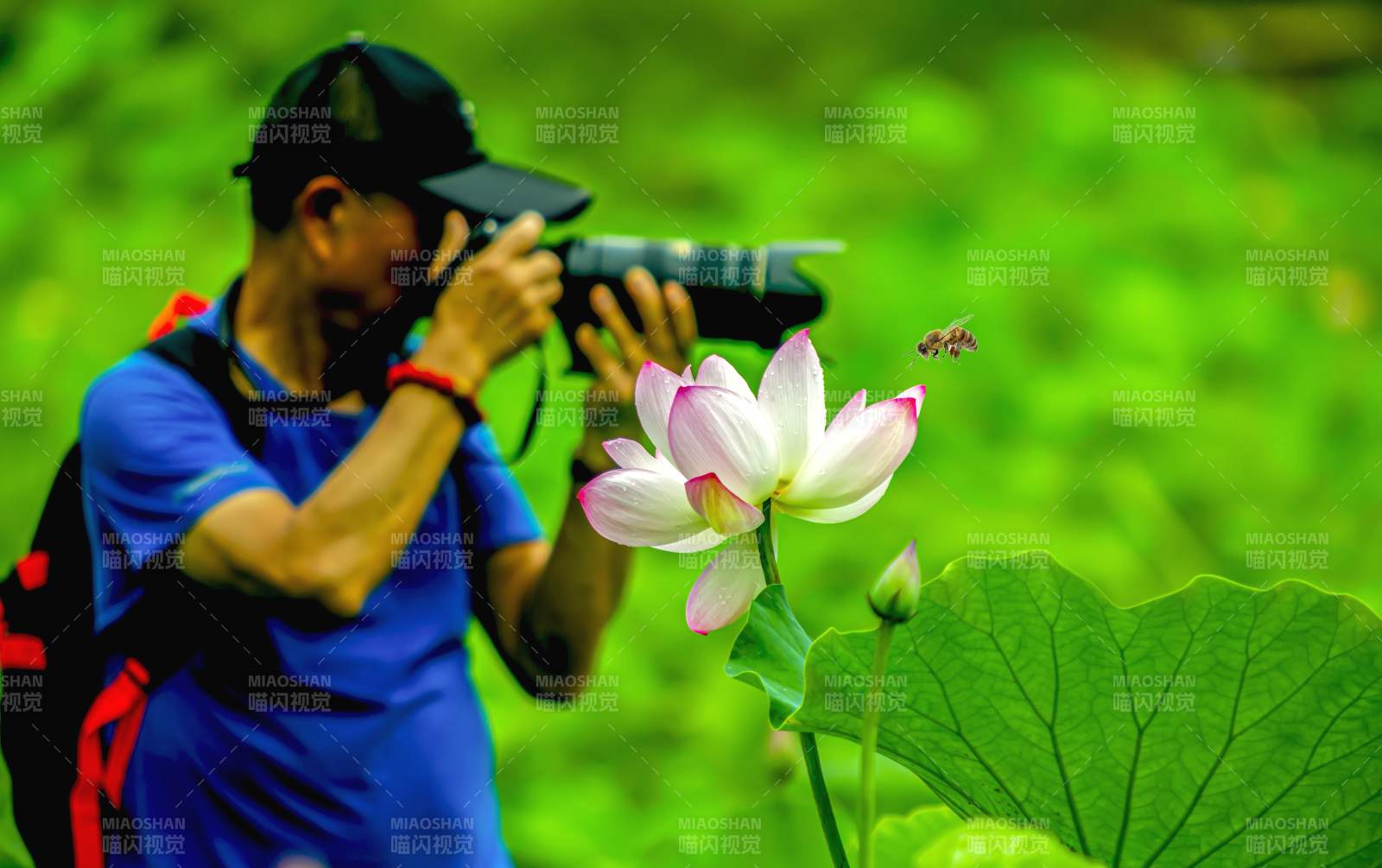 摄影师专注拍摄莲花美景图片